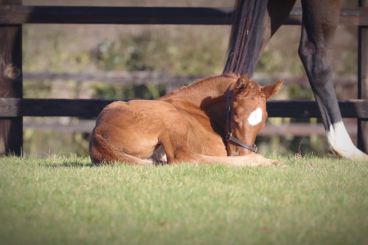 wickhamwicks's tweet photo. New Bay filly #TwoWeeksOld #FirstFoal🥰 https://t.co/r4kVaPmceL