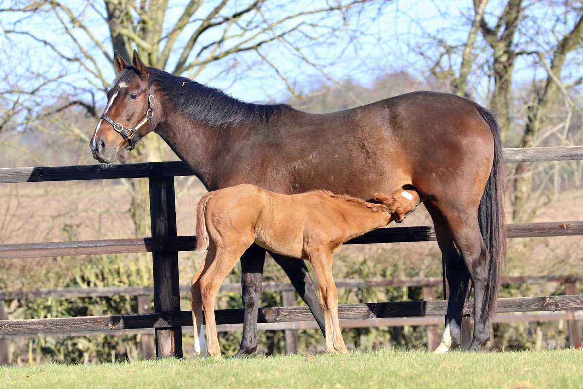 wickhamwicks's tweet photo. New Bay filly #TwoWeeksOld #FirstFoal🥰 https://t.co/r4kVaPmceL