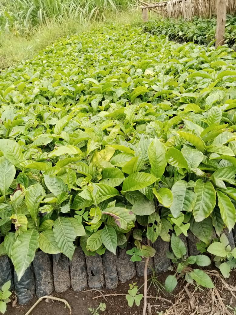 TaddewoS's tweet image. The rains have started in some parts of UG. This is a reminder that we have quality CWD-r plantlets. We also offer advisory services. We are located in Wobulenzi (Luwero) & Kakumiro but deliver across UG.
Tel: 0775170346 (WhatsApp)/0703828741
Share with a friend.
@CoffeeUganda