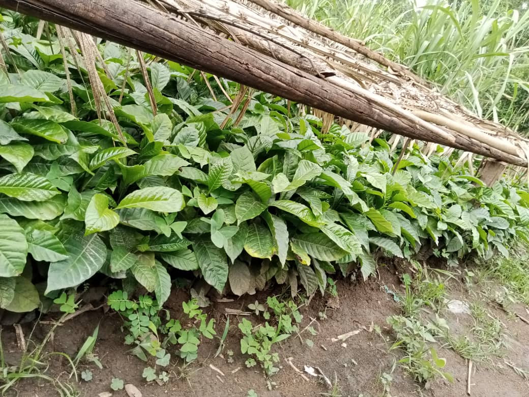 TaddewoS's tweet image. The rains have started in some parts of UG. This is a reminder that we have quality CWD-r plantlets. We also offer advisory services. We are located in Wobulenzi (Luwero) & Kakumiro but deliver across UG.
Tel: 0775170346 (WhatsApp)/0703828741
Share with a friend.
@CoffeeUganda