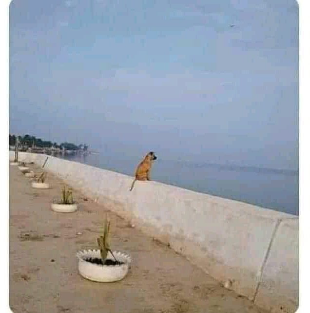 Sulaimon171198's tweet photo. @22bet_ke Me thinking why barca lost https://t.co/LfgpWdnYUe