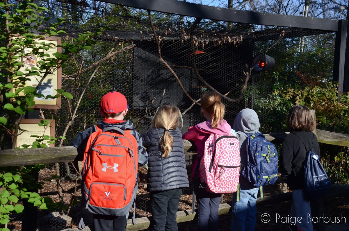 MillMountainZoo's tweet image. It's never too early to start planning for your child's spring break! Camp registration is open NOW! mmzoo.org/experiences/ev… #camps #springbreak #springbreakcamp #forkids #thingstodo #Roanoke #noke #camp #roanokeva #RoanokeVirginia #millmountainzoo #mmzoo #MMZ