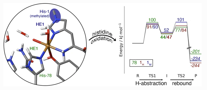 This is really cool work, thanks for sending this study to JBIC! Thorough computational work, but with strong feedback to experimental results. And the best - it is Open Access! rdcu.be/c6zGx