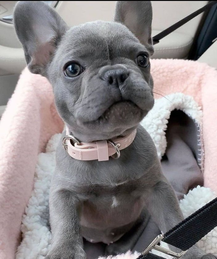 ✅check our original space and do not forgot to doublehit😍🐕♥️
#frenchbulldogpuppies #frenchbulldogsofinstagram #frenchbully #frenchbulldogpuppy