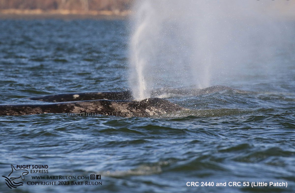 Puget Sound Express tweet media