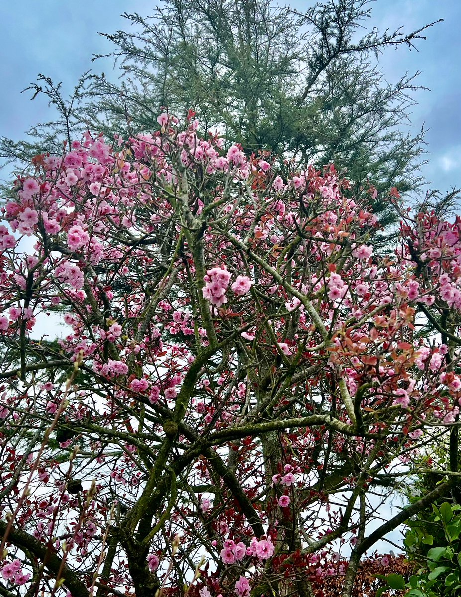 apallan's tweet photo. Up at Craigantlet #Mourner #Spring. https://t.co/hnQWF7jvQV
