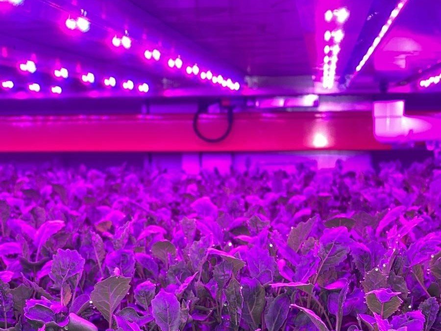 A first glimpse has been given into the <a href="/OneFarmIO/">OneFarm</a> vertical farm in Newmarket which has technology capable of growing high volumes of sustainably produced food and supporting the UK’s drive towards self-sufficiency.
newanglia.co.uk/first-look-ins…
#verticalfarm #farming #foodproduction