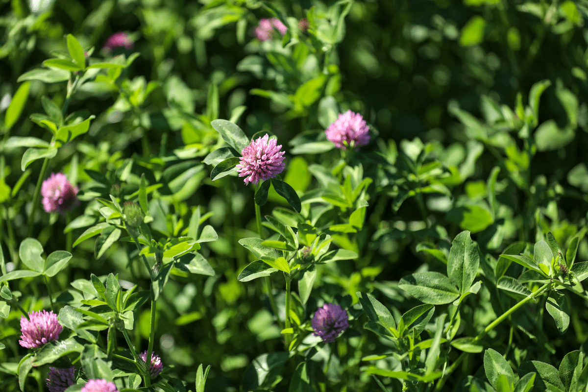 GerminalUKAgri's tweet photo. There are 5 reasons to fill your forage gap with red #clover. Number one is that #redclover can start fixing #nitrogen 12 months after drilling when the weather gets warmer. 
Find out the other reasons here: https://t.co/17lmYUUSnW
#farming #sustainablefarming #agricultural https://t.co/ksoKDDNHrd