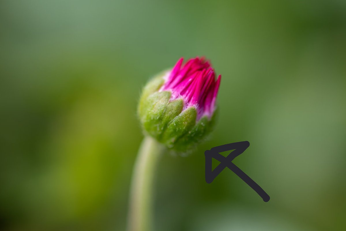 PikChungmin's tweet photo. @haylsho Not sure if it's a good last name, but calyx/calix sounds cool. It's the green part you normally see at the bottom of flowers, and it protects the flower while it's budding. https://t.co/2nbw6qt188