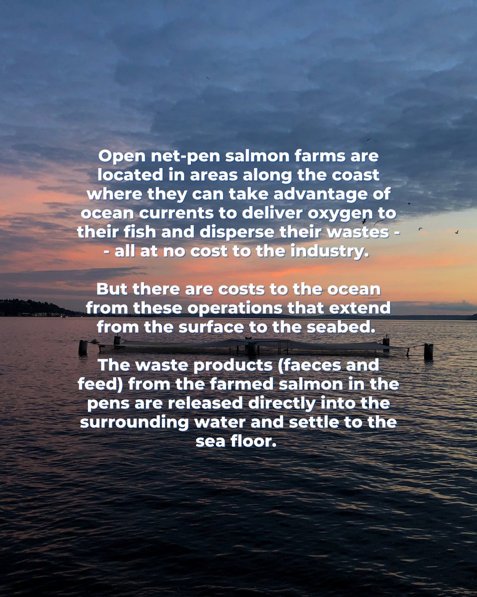 SavePapay's tweet photo. What do you know about open net-pen salmon farming? https://t.co/n2qgyjKPxc