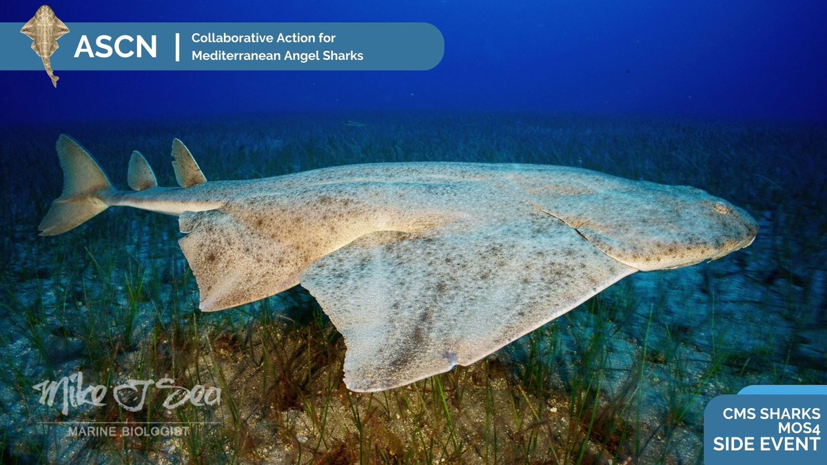 (TRK) Akdeniz'deki kelerler için ortak eylemler üzerine bir etkinliğe katılacağız. (ENG) We will be joining a side event on collaborative actions for angel sharks across the Mediterranean.