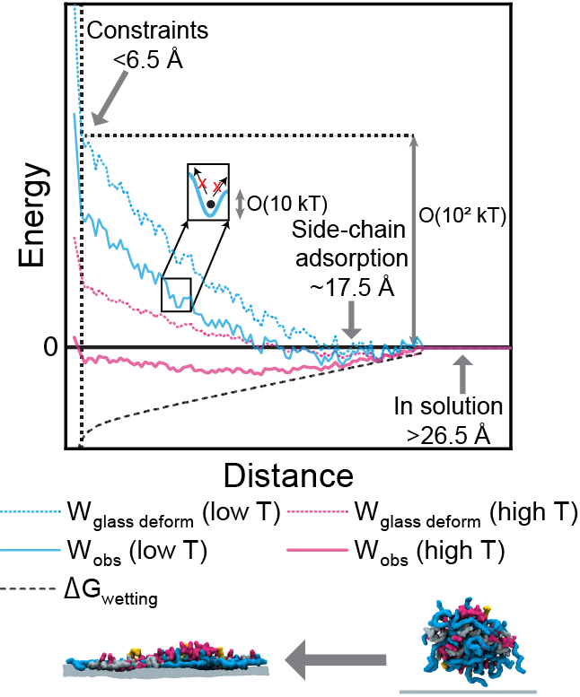 HerryJin's tweet photo. (4/4) What is the origin of these two stable modes? To make the polymer adsorbed, we need to deform the glassy backbone. Neither further adsorption nor recoiling is favorable. https://t.co/ocVEPx5mZA