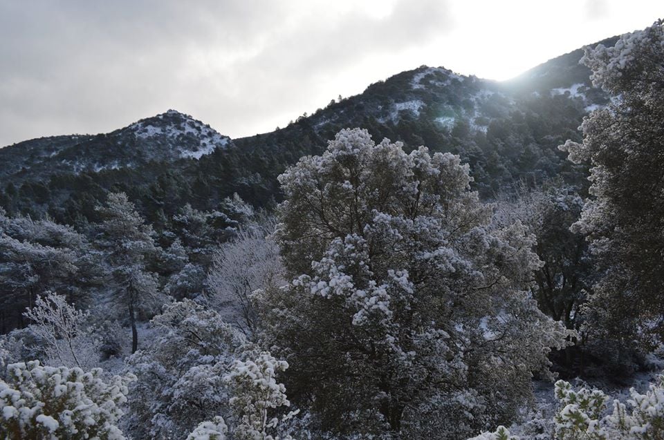 De tant en tant a la natura li agrada recuperar allò que és seu. La neu no és més que una guspira de sensatesa que ens vol fer recordar que el nostre no és el món artificial sinó aquest inhòspit, salvatge i bell món. Per tornar a començar. Per arranjar-nos la llar.