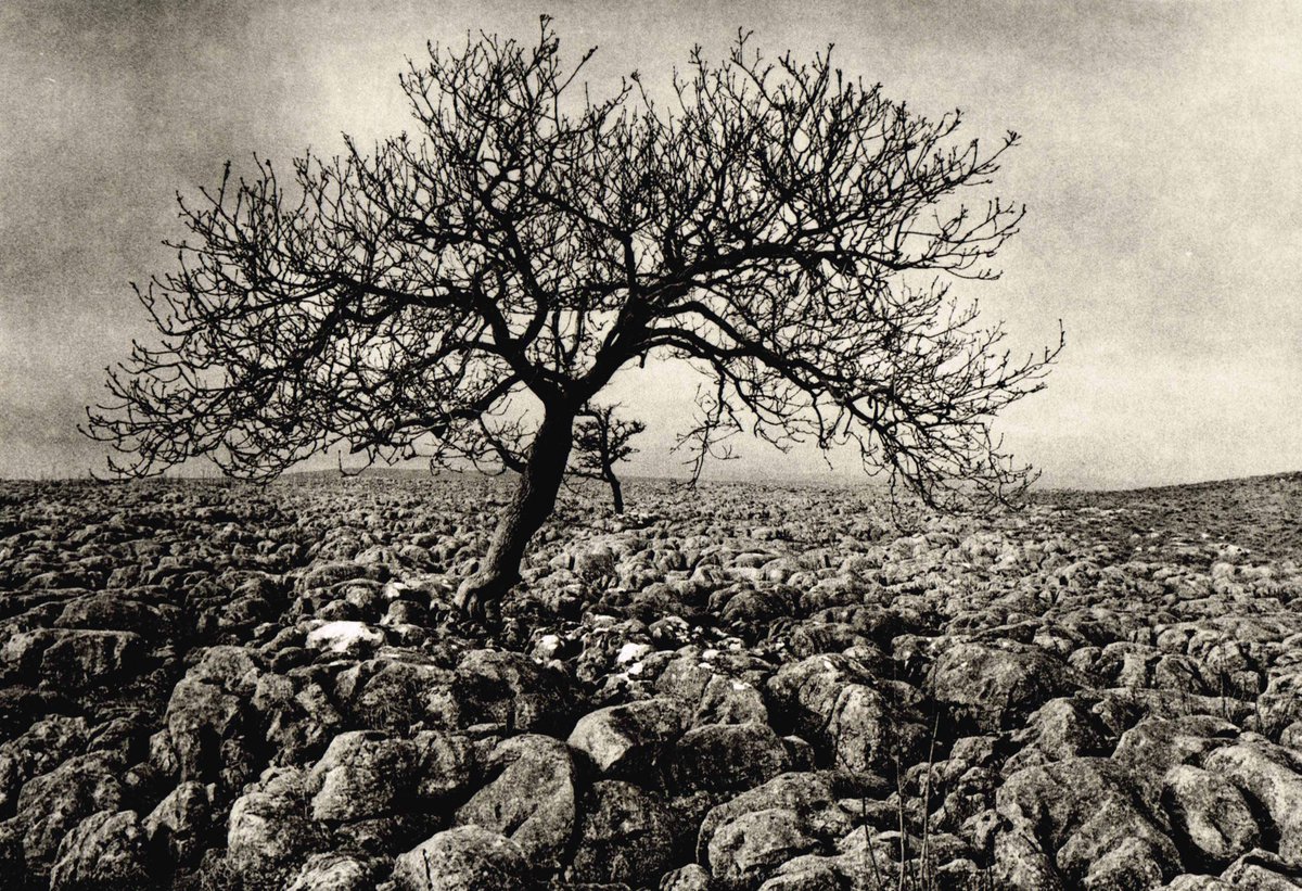 Yorkshire Dales, Nikon FA, lith printed on Fomabrom, toned with selenium.