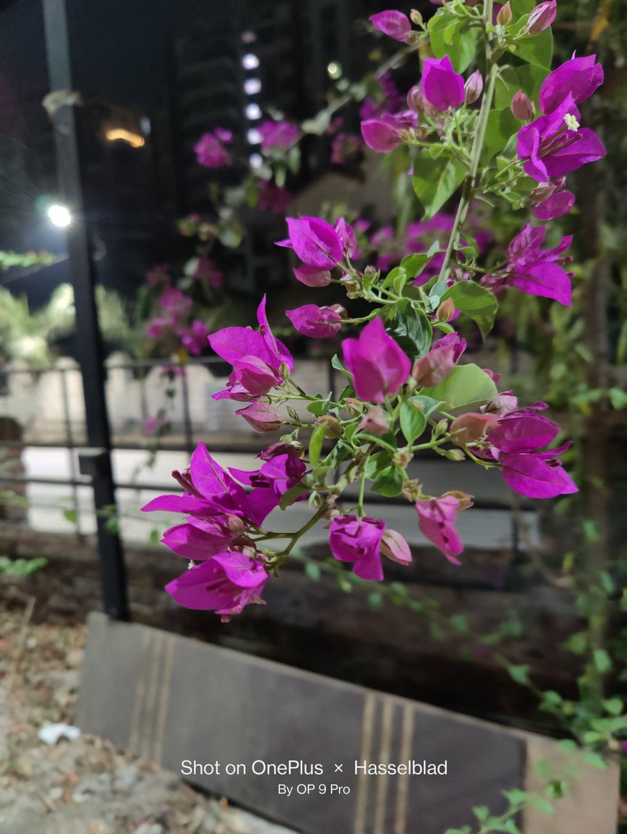 ShishirShelke1's tweet image. #OnePlus9RT vs #OnePlus9Pro vs #OnePlus11