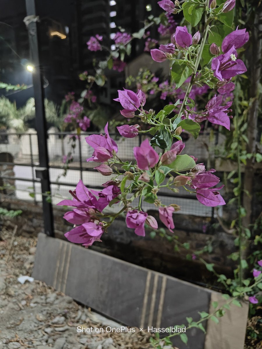 ShishirShelke1's tweet image. #OnePlus9RT vs #OnePlus9Pro vs #OnePlus11