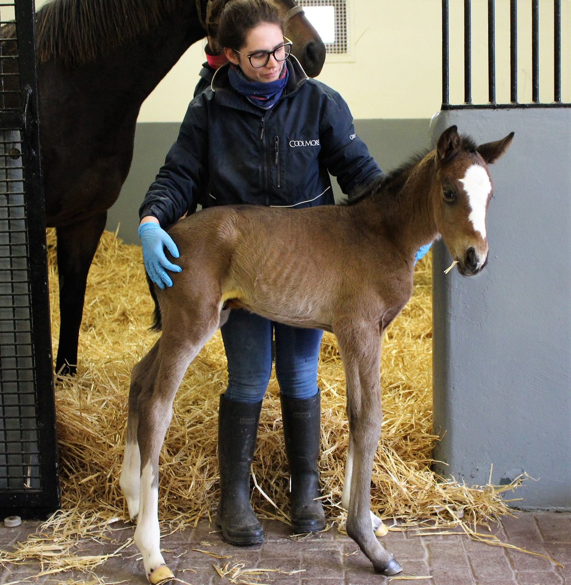 1️⃣st foal 🐎

💚 BLOWOUT, G1🇺🇸 winner by DANSILI from G1🇲🇫 winner BEAUTY PARLOUR, has had a filly by @JuddmonteFarms FRANKEL on February 26 at @coolmorestud.

Wildenstein 🐎
💙 BLOWOUT bought by  @WhiteBirchFarm_ at Wildenstein Stables Dispersal @Goffs1866

📷 WhiteBirch Farm