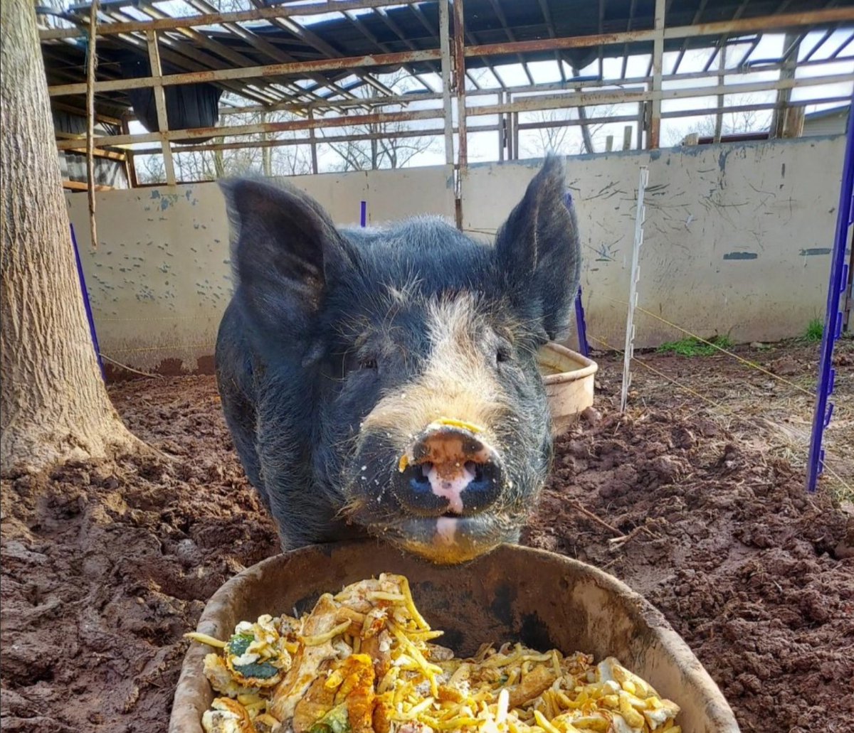 Roundtop tweet media