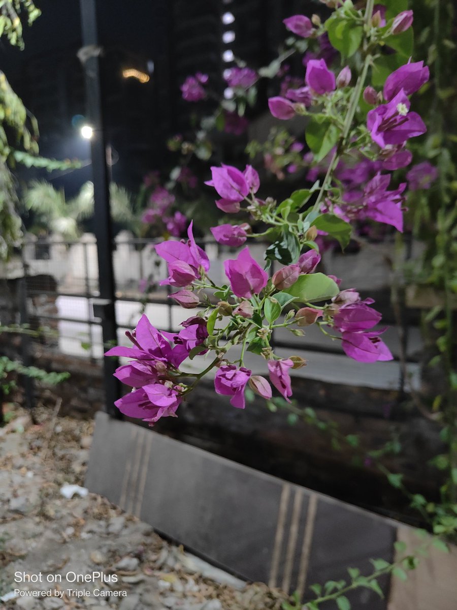 ShishirShelke1's tweet image. #OnePlus9RT vs #OnePlus9Pro vs #OnePlus11