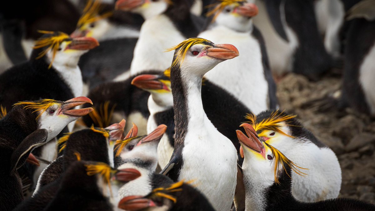 Good Climate Alert:

Australia has announced a new marine conservation area the size of Germany.

It happened after the government rejected a coal mine application, and instead decided to extend an existing marine park.

It will protect millions of penguins, seabirds, and seals.