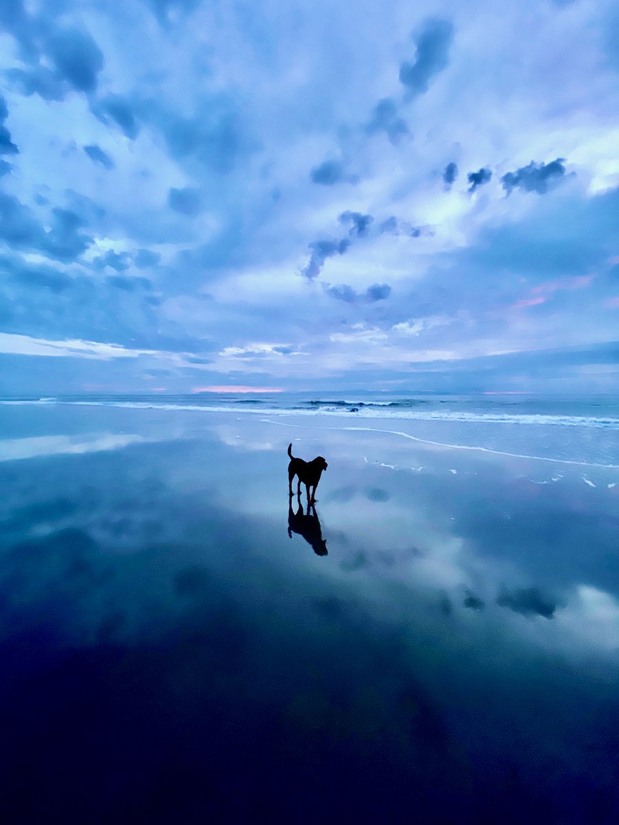 The beach just got that much better 💙🐶 

📷: <a href="/MorganMaassen/">Morgan Maassen</a>