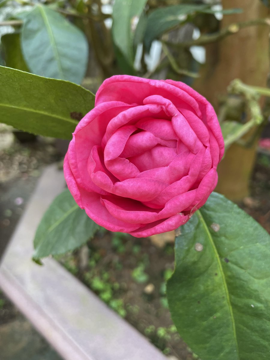 ALS3866's tweet photo. #花 
#花ㄩ 
#Japan https://t.co/p3CnsJ8Exm