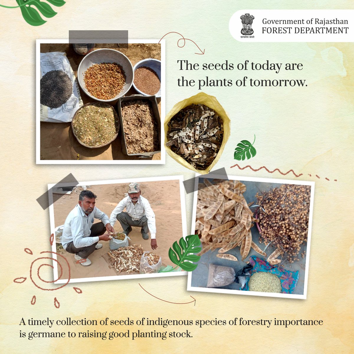 ForestRajasthan's tweet photo. The seeds of today are the plants of tomorrow.

#seeds #plantation #treeplantation #seedplantation #plants #tree #vegetation #summerseeds #seeddispersal #treeknowledge #foresttrees #treeroots   #fruit #roots #plantslover 
 @bsi_moefcc  @DIPRRajasthan @RajGovOfficial @Savi_IFS https://t.co/gTXFFNMqnE