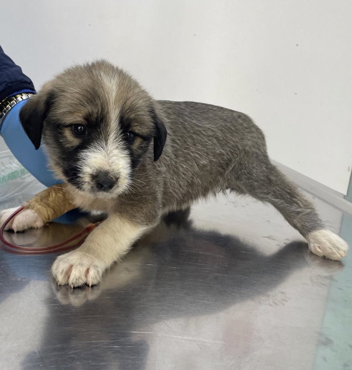 LaraNac0's tweet photo. From death to life again♥️

Our baby "Life" was rescued stuck underground for over 15 hours. 
She is barely a month and half old and miraculously survived. 

And now she is looking for sponsors for her paid foster home, vaccines and food. 

And she is finally ready for adoption♥️ https://t.co/SDpDlM4Cea