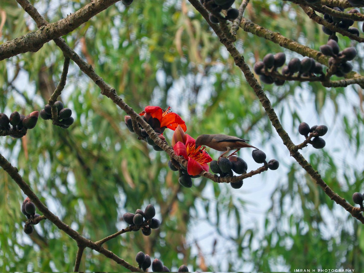 IMRANHASANRAM's tweet photo. ঋতুর রাজ বসন্ত।
সরিষাবাড়ি, জামালপুর।
#bird #beautiful #red #bird #birdsofbangladesh #greenbirds #yellow #bdbirds #birding #greenbeeeater #indiabirds #asianbird #photography #agora #contest #hipaae #hipabird_contest #jamalpurphotography #canonphotography #canonclick #canon https://t.co/dQUJnInPcm