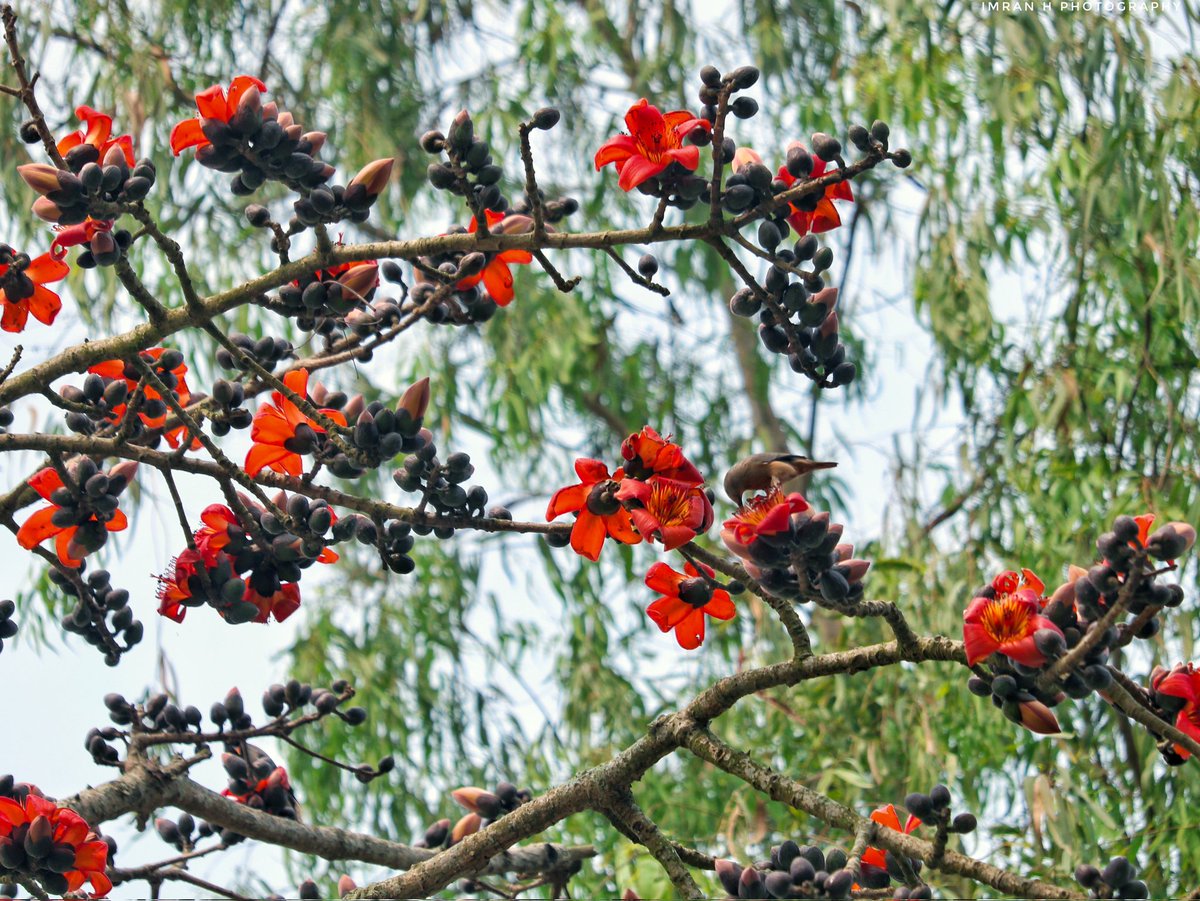 IMRANHASANRAM's tweet photo. ঋতুর রাজ বসন্ত।
সরিষাবাড়ি, জামালপুর।
#bird #beautiful #red #bird #birdsofbangladesh #greenbirds #yellow #bdbirds #birding #greenbeeeater #indiabirds #asianbird #photography #agora #contest #hipaae #hipabird_contest #jamalpurphotography #canonphotography #canonclick #canon https://t.co/dQUJnInPcm