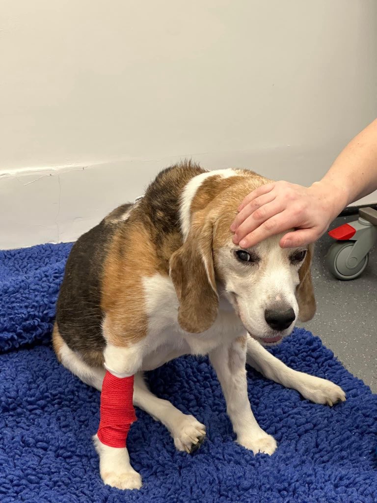 Hazz_Phillips's tweet photo. Today... I had to say good night to the brother who looked after me through my chemo and who has been a massive part to this family. If you were honoured enough to meet him you would know he was the most likeable dog going 💔 

Sweet dreams Buster ❤️ https://t.co/dOScBkVgk9