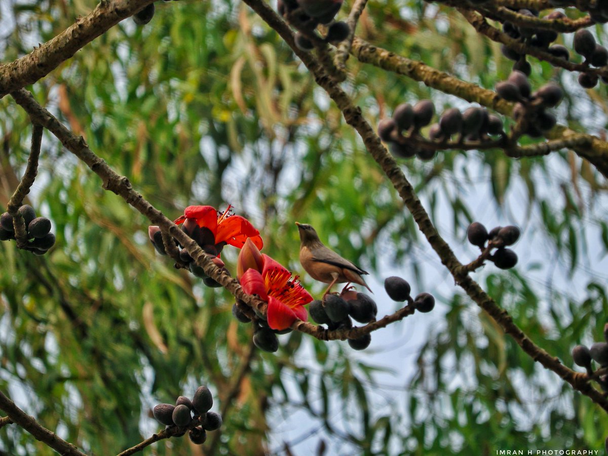 IMRANHASANRAM's tweet photo. ঋতুর রাজ বসন্ত।
সরিষাবাড়ি, জামালপুর।
#bird #beautiful #red #bird #birdsofbangladesh #greenbirds #yellow #bdbirds #birding #greenbeeeater #indiabirds #asianbird #photography #agora #contest #hipaae #hipabird_contest #jamalpurphotography #canonphotography #canonclick #canon https://t.co/dQUJnInPcm