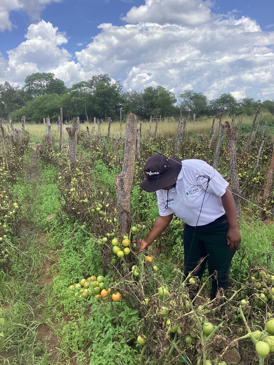 CelinaHatidani's tweet photo. Late blight did this to 1 of my passionate farmers of the Midlands ,every spray was washed away by rains despite using a sticking agent. We will bounce back watch this space. https://t.co/8cxCuKIQBo