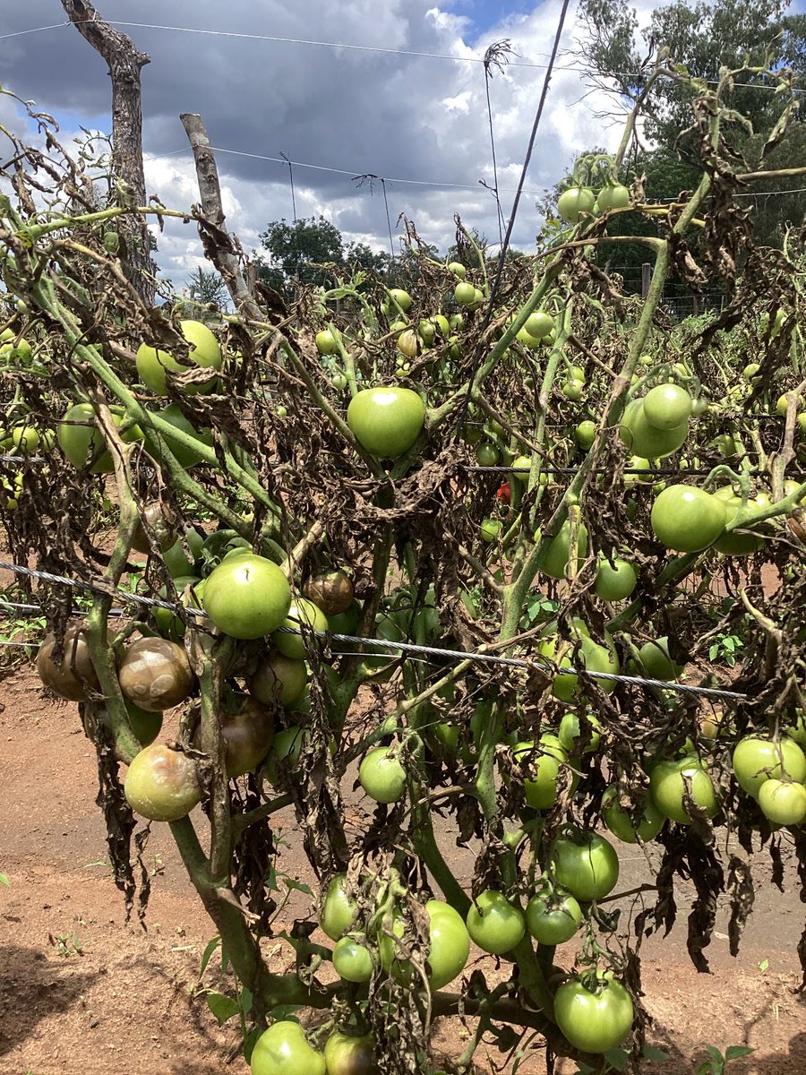 CelinaHatidani's tweet photo. Late blight did this to 1 of my passionate farmers of the Midlands ,every spray was washed away by rains despite using a sticking agent. We will bounce back watch this space. https://t.co/8cxCuKIQBo