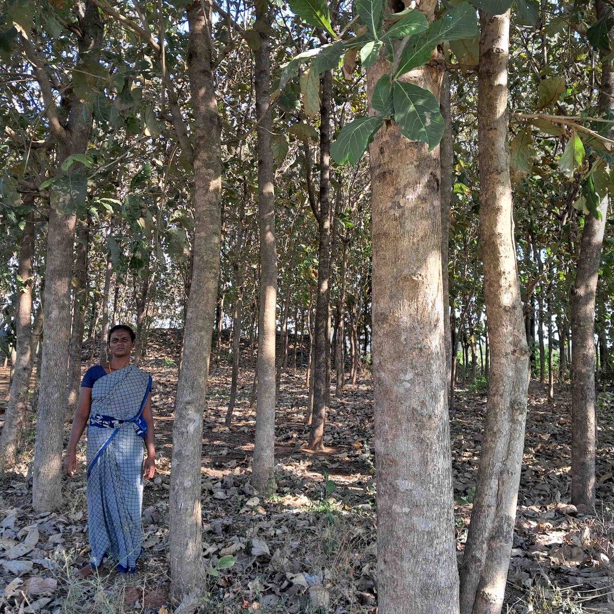tistprogram's tweet photo. TIST India currently operates in three regions: Andhra Pradesh, Karnataka & Tamil Nadu.
The current total of live trees in India is 2,445,709 with 7,385 seedlings being raised.
#ouransweristrees #growingtrees #growingleaders #reforestationproject #forestationindia https://t.co/yzmeIYGzWJ