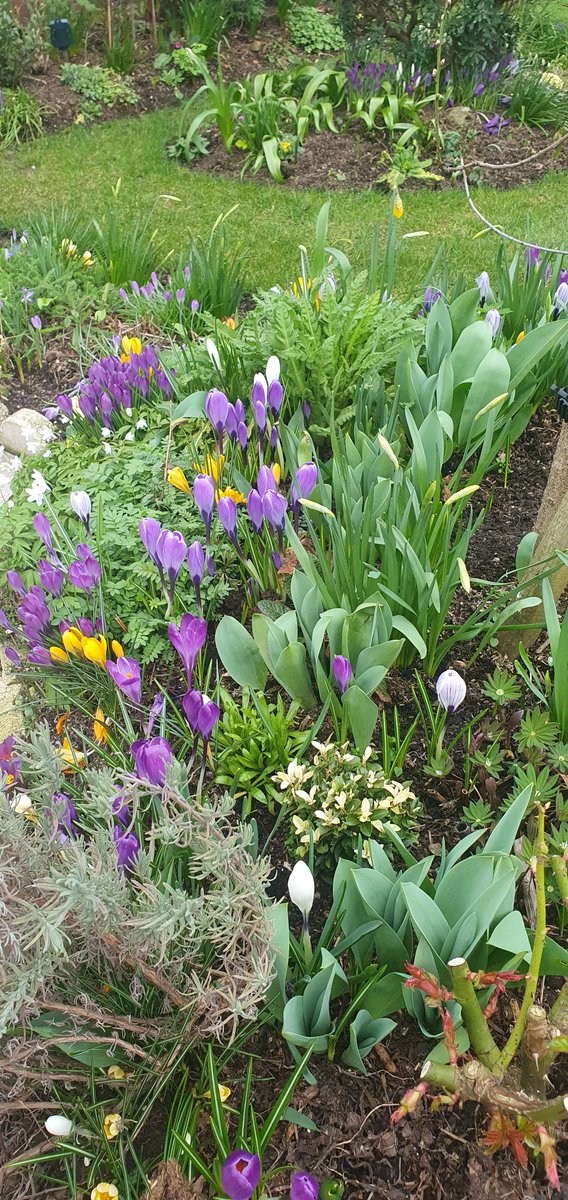 This front corner at the front is looking great this year so far the plants are finally knitting together.  #gardening #gardeningtwitter #spring #springbulbs #crocus #Daffodil #daffodils #gardeninginspiration