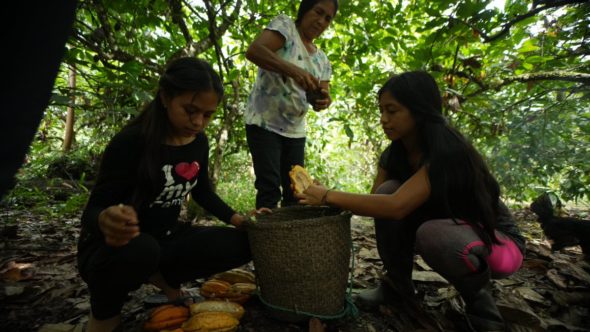 Kallari_ec's tweet photo. 🍃✨🍫The cocoa harvest season begins, Kichwa families gather with their children to collect cocoa inside their chakras. ☺️🍫✨
#cacao #cacaonacional #cacaofinodearoma
 #cacaonacionalecuatoriano #kallarichocolate #kichwas #warmis #chakraamazonica
 🍃🍫Tena-Napo-Ecuador 🇪🇨 https://t.co/xgd5U5bmGn