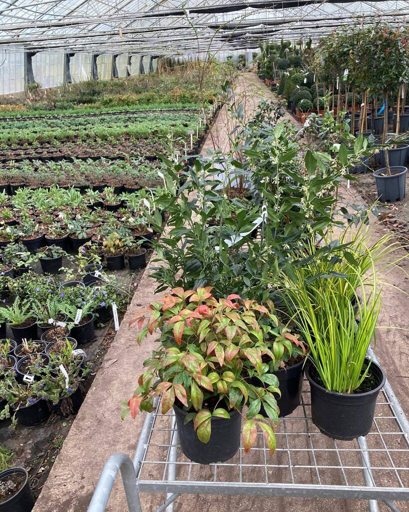 Garden Thyme Ltd tweet media