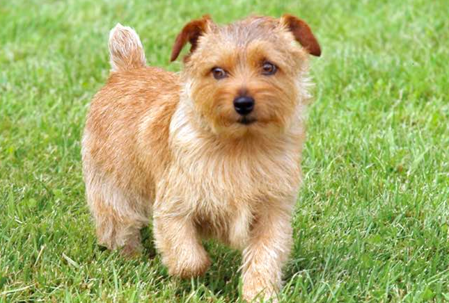 #BreedFact: #NorfolkTerriers are active, making them a good #watchdog. They are both suitable in city or country living, as a daily walk satisfies their exercise needs.

What is your #terrier's name?
ow.ly/RJE150N4SmX