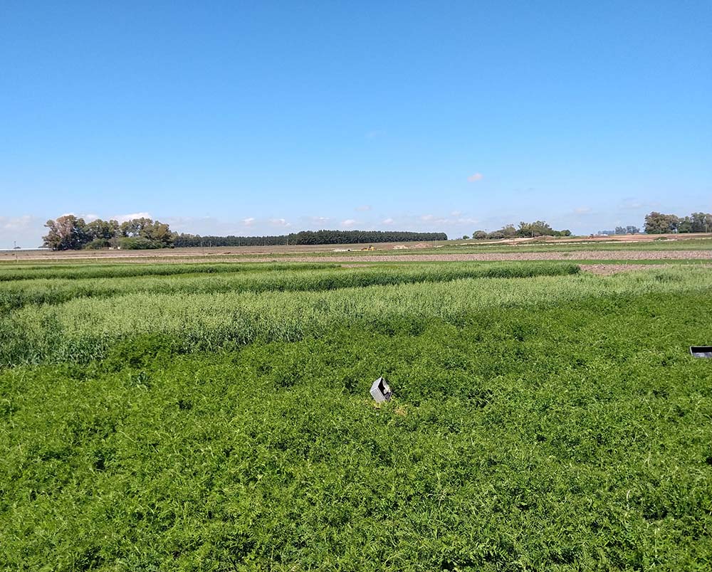 New in JEQ! Are service crops an alternative for mitigating N2O emissions in soybean crops in the Argentinian Pampas? Study by Petrasek &amp; colleagues  doi.org/10.1002/jeq2.2… <a href="/MarcosPetrasek/">Marcos Petrasek</a> <a href="/ifevaok/">IFEVA</a> #GHG #nitrousoxide