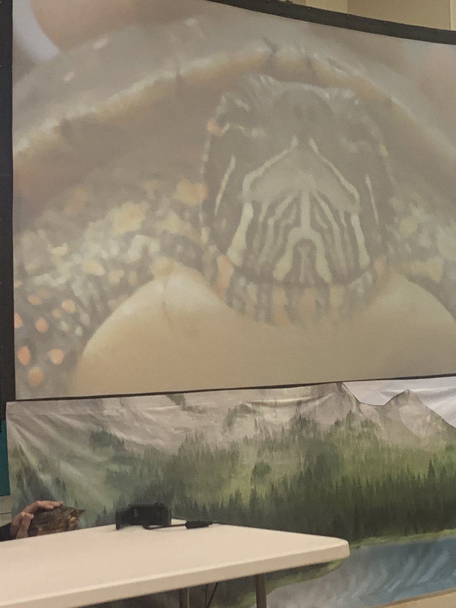 StDenisCES's tweet photo. Today we were excited to welcome @EarthRangers to our school today! We were introduced to some amazing animals!! @EcoSchoolsCAN https://t.co/QsCgAIp06I