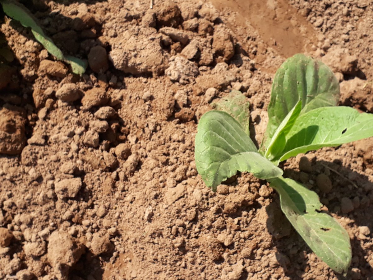 Participantes en el Festival del Habano visitan las plantaciones en Pinar del Río. Fuerte trabajo de recuperación se desarrollada luego del paso del huracán Ian. 
<a href="/radiorebeldecu/">Radio Rebelde - Cuba</a> 
<a href="/Habanos_Oficial/">Habanos SA Oficial</a>