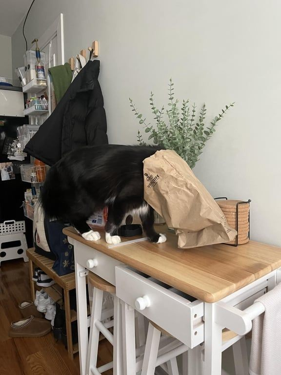 ShowYourCat's tweet photo. BAG https://t.co/QUB4YnvM47