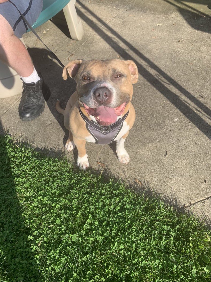cassidy_king13's tweet photo. @nicolconcilio This is my baby boy Brutus. He is almost 9. We adopted him when he was 5. Best decision we've ever made he is the sweetest 🥰 we are both sending you so much love ❤️ https://t.co/T1KjADzeKd