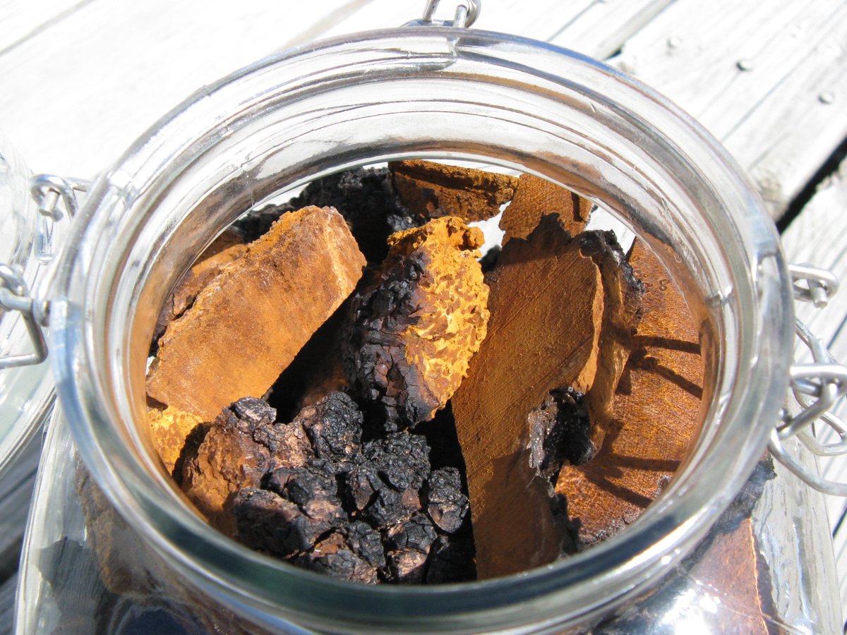 Emotional_Oasis's tweet image. Wild CHAGA Mushroom Dried Chunks for Tea 1 Lb (454g) Fresh Organic from Minnesota tuppu.net/770c647d  #EarthyTea