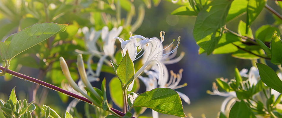 Your #perennials need to be cut back on an annual basis to fully maximize their health, but it's vital to ensure you're cutting them at the correct time to avoid harm! 🚫

Check out our blog for the ultimate guide to #PerennialCutbacks in #MankatoMN! 👇

katolawncare.com/blog/your-guid…