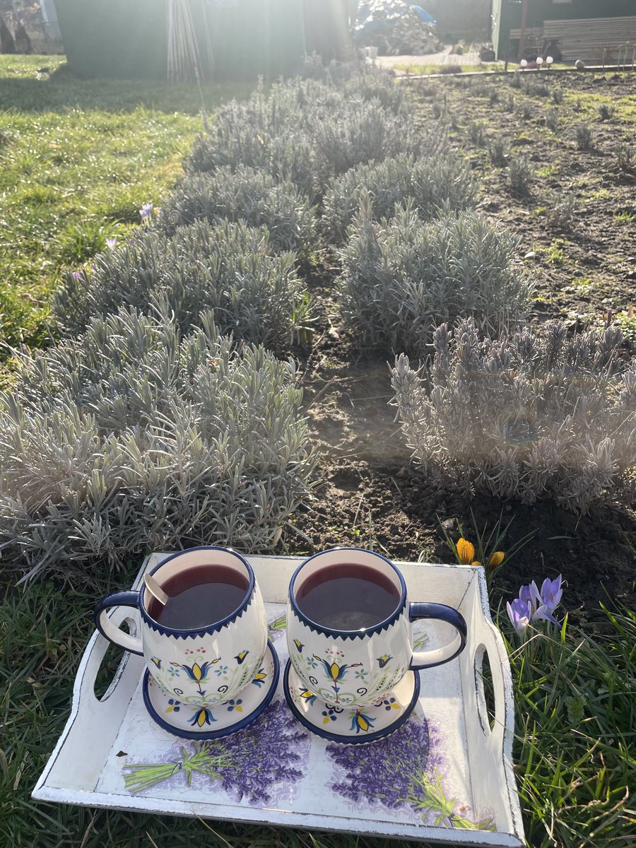 teodor_dziadek's tweet photo. Dziś 🍵 z ⁦@FundacjaKaszuby⁩ ponownie sprawdzone w terenie. Pielenie truskawek i lawendy zdecydowanie było przyjemniejsze #work #nature #cleaning #garden #village #strawbery 🍓💜. https://t.co/j6qVh66hFo