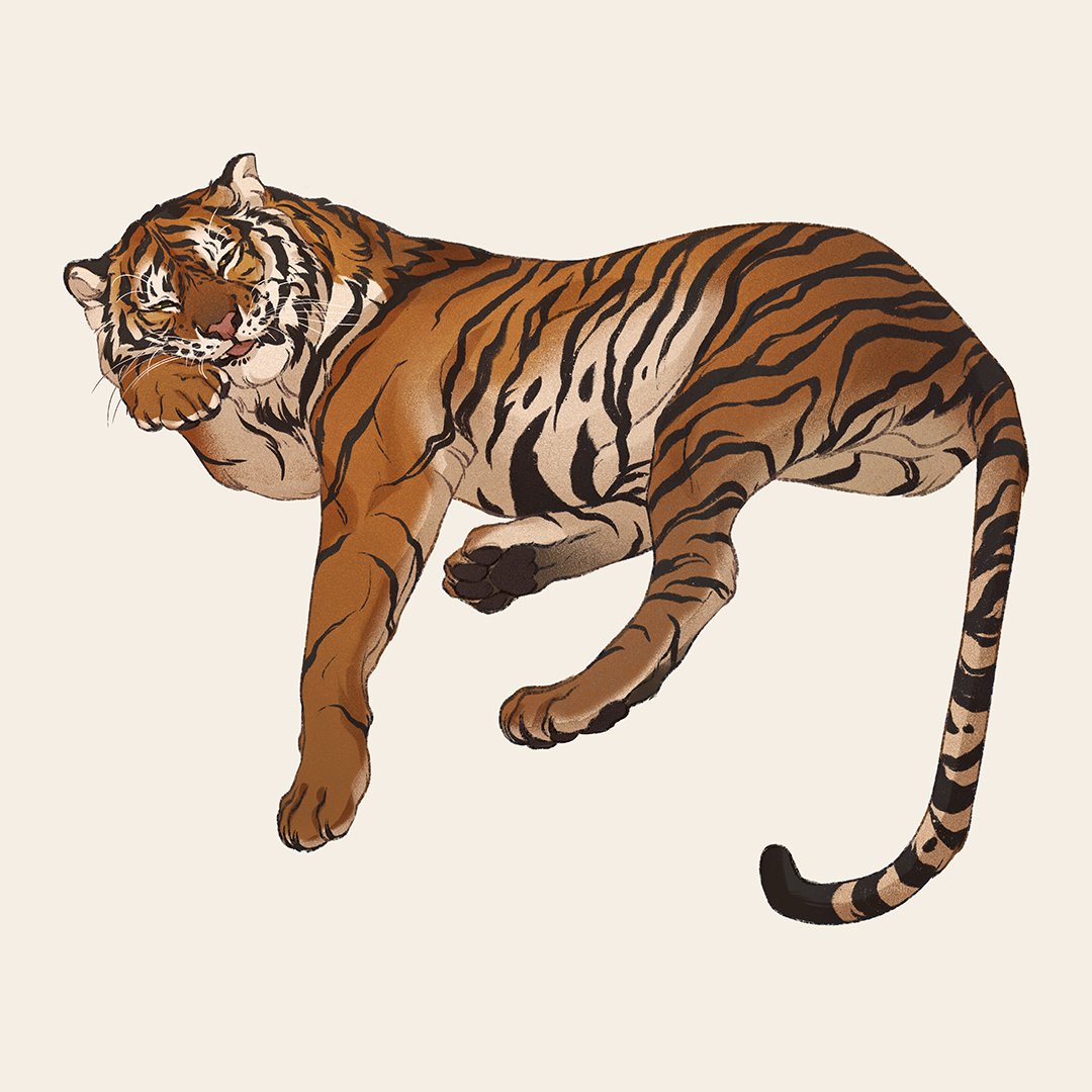 no humans white background animal focus tiger simple background full body lying  illustration images