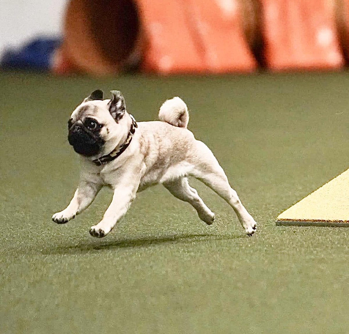 Who says pugs can’t fly? Or be athletes?? 

Check out these great shots , I’m a lean , mean agility machine 😈🔥🤘 ~ Crowley aka Lil C 

#agilitydog #agility #pug #puglife #dogtraining #fit #athlete #sportsphotography #actionshots