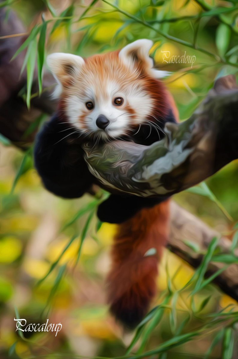 ArtPascaloup's tweet image. 